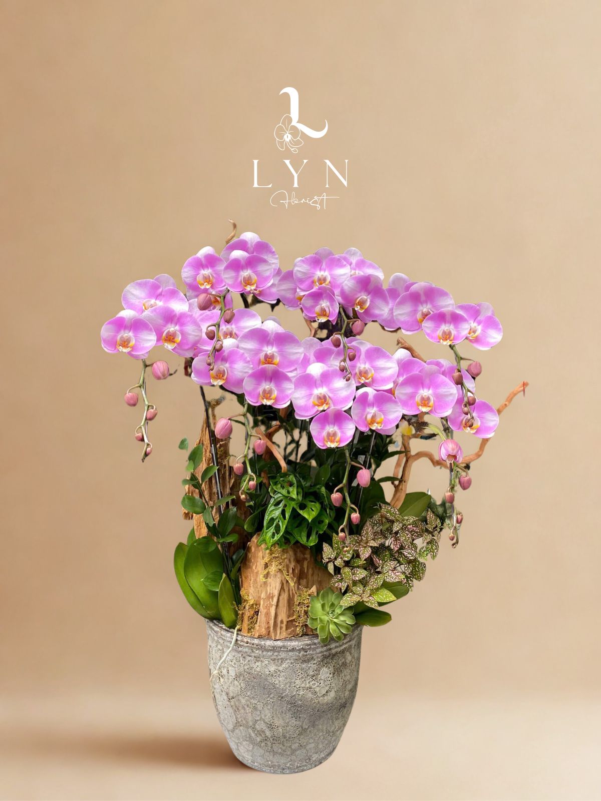 Chậu Hoa Lan Hồng Chanel Lũa VIP